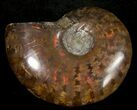 Flashy Red Iridescent Ammonite - Wide #10359-1